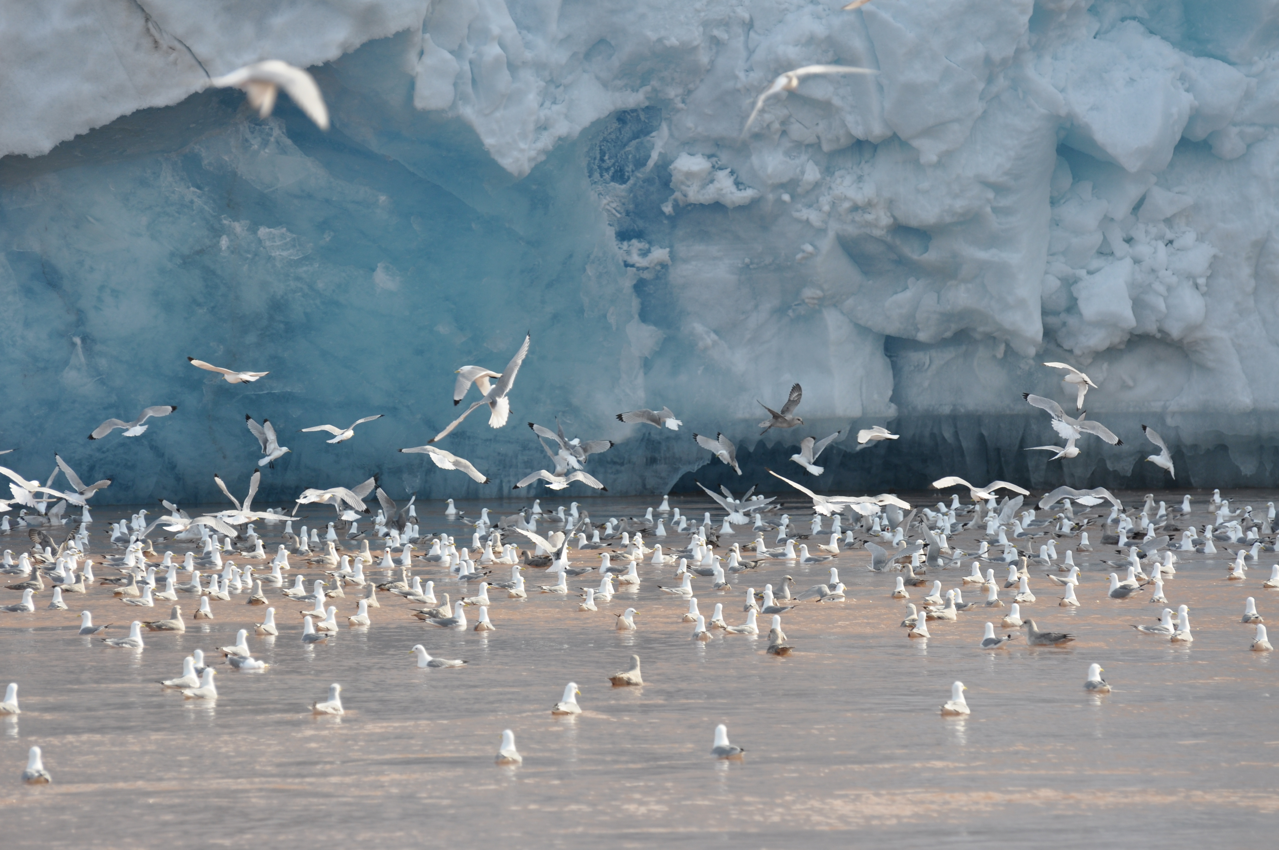 The new Arctic - A look on the coastal changes, their consequences, and how to manage them 