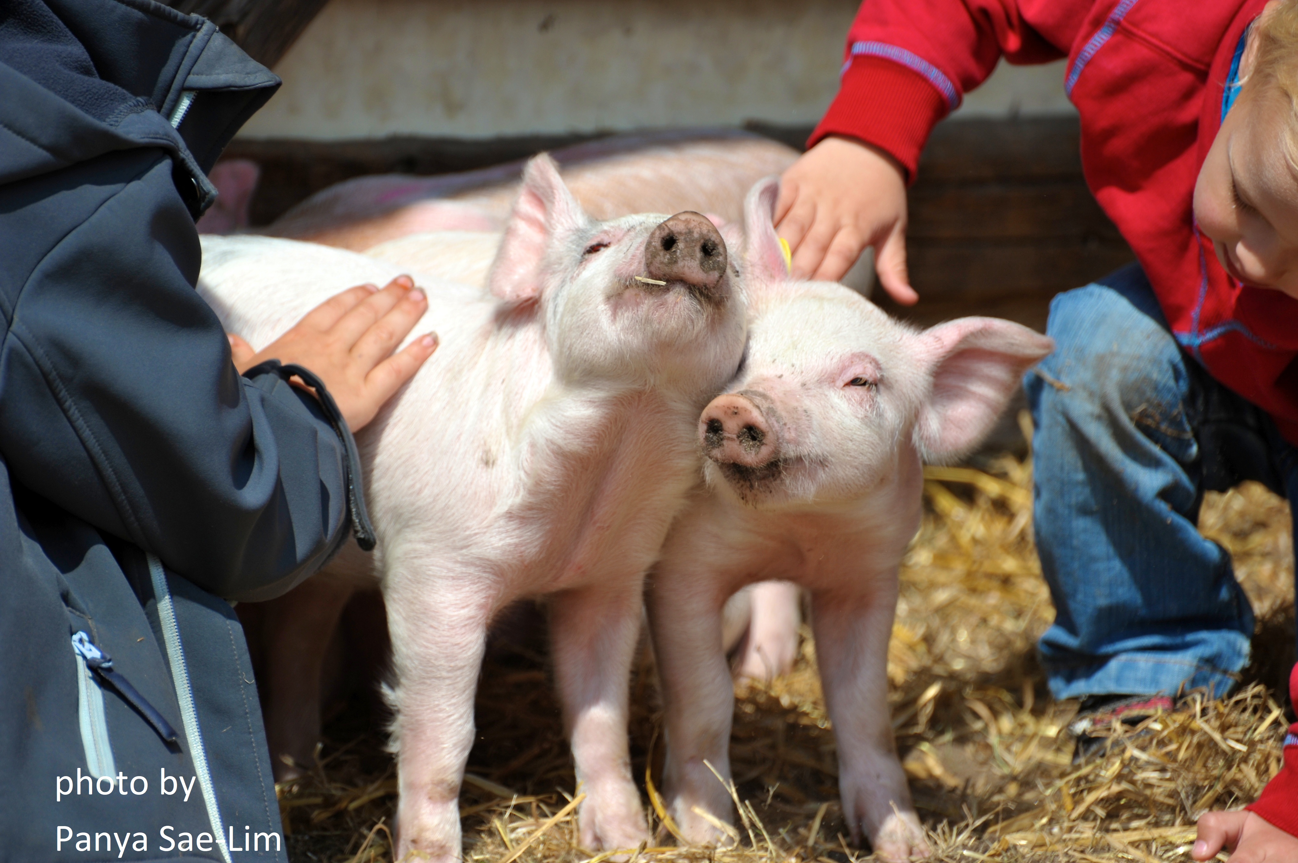 A consensus on the definition of positive animal welfare