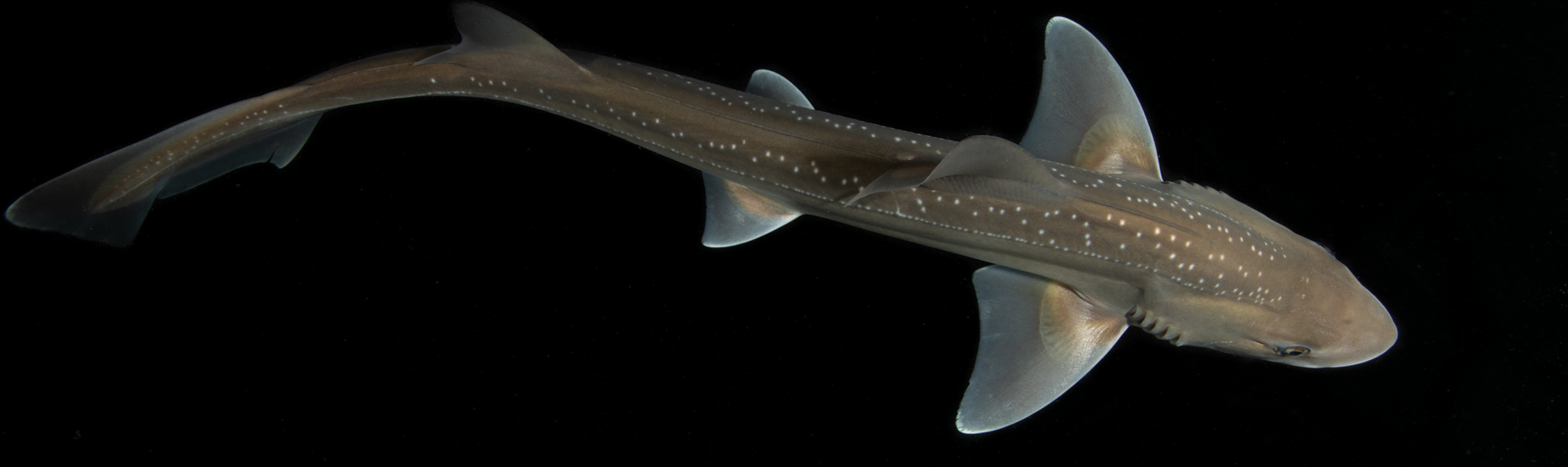 Evidence of active sound production by a shark