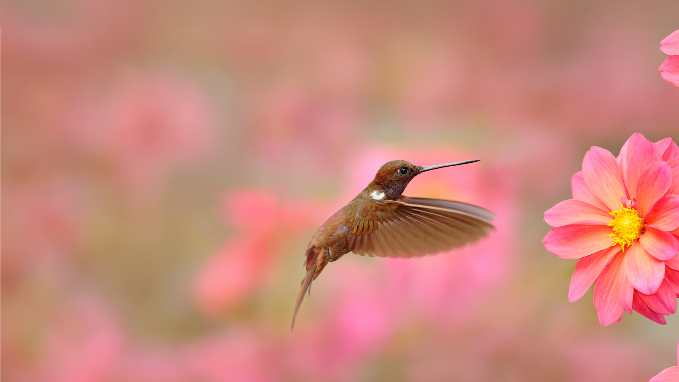 The Earth BioGenome Project Phase II: illuminating the eukaryotic tree