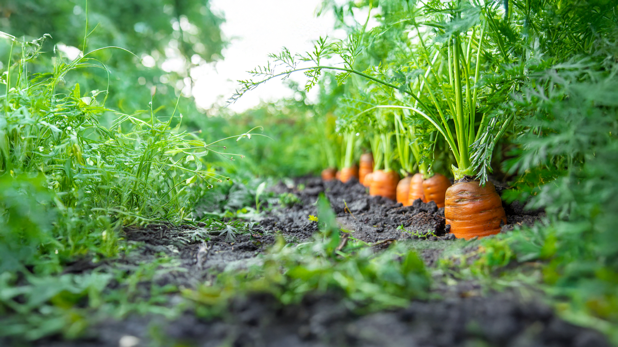 Harnessing agri-food system microbiomes for sustainability and human health