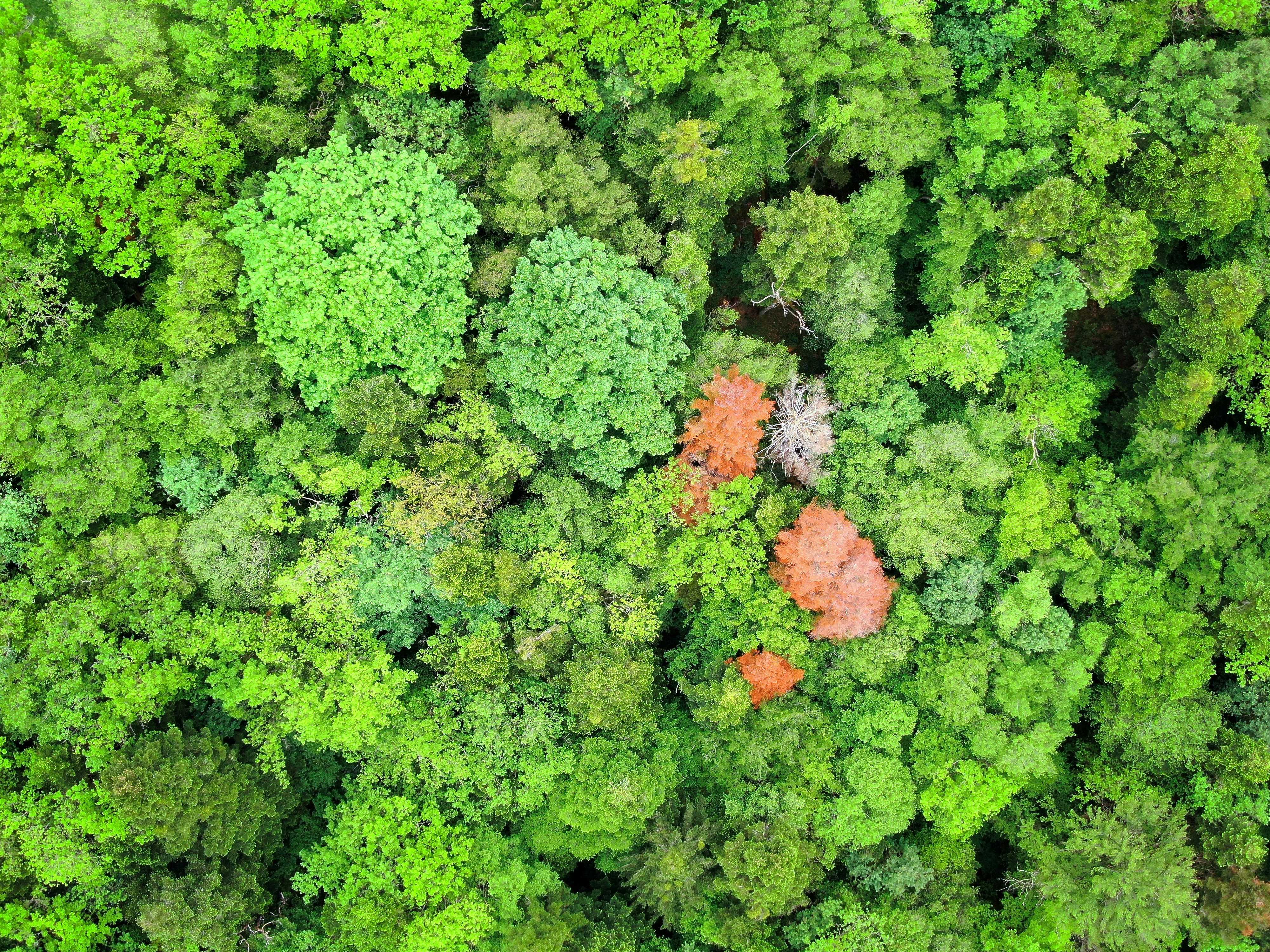 Investigating the Yanomami malaria outbreak: gold mining and malaria