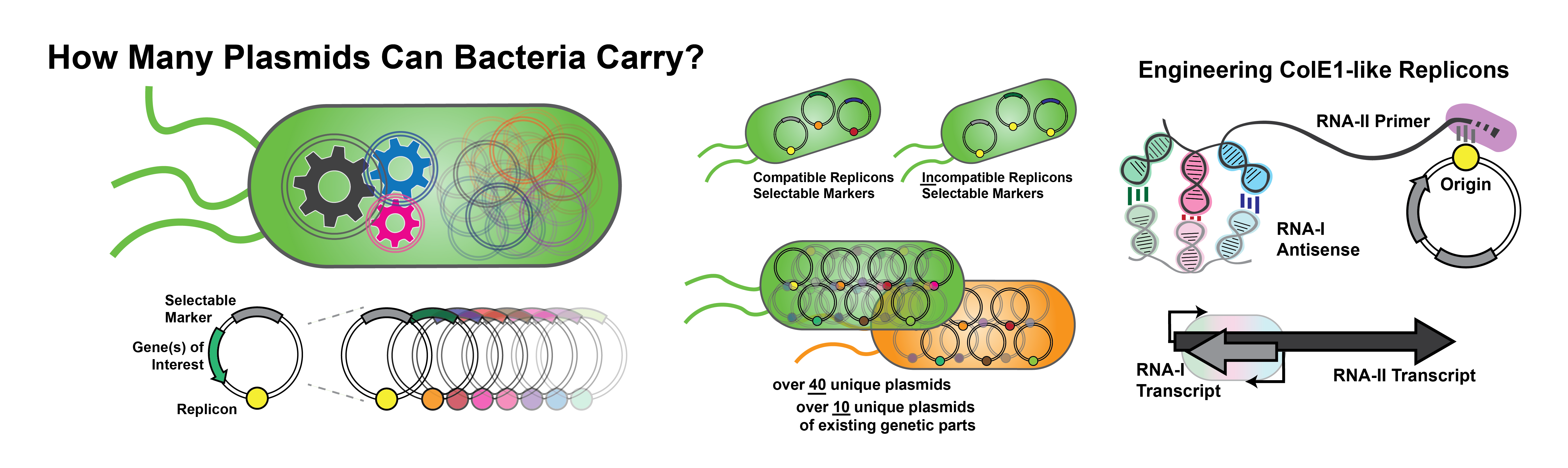 How many plasmids can bacteria carry? A synthetic biology perspective