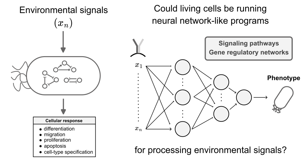 Pattern recognition in living cells through the lens of machine learning