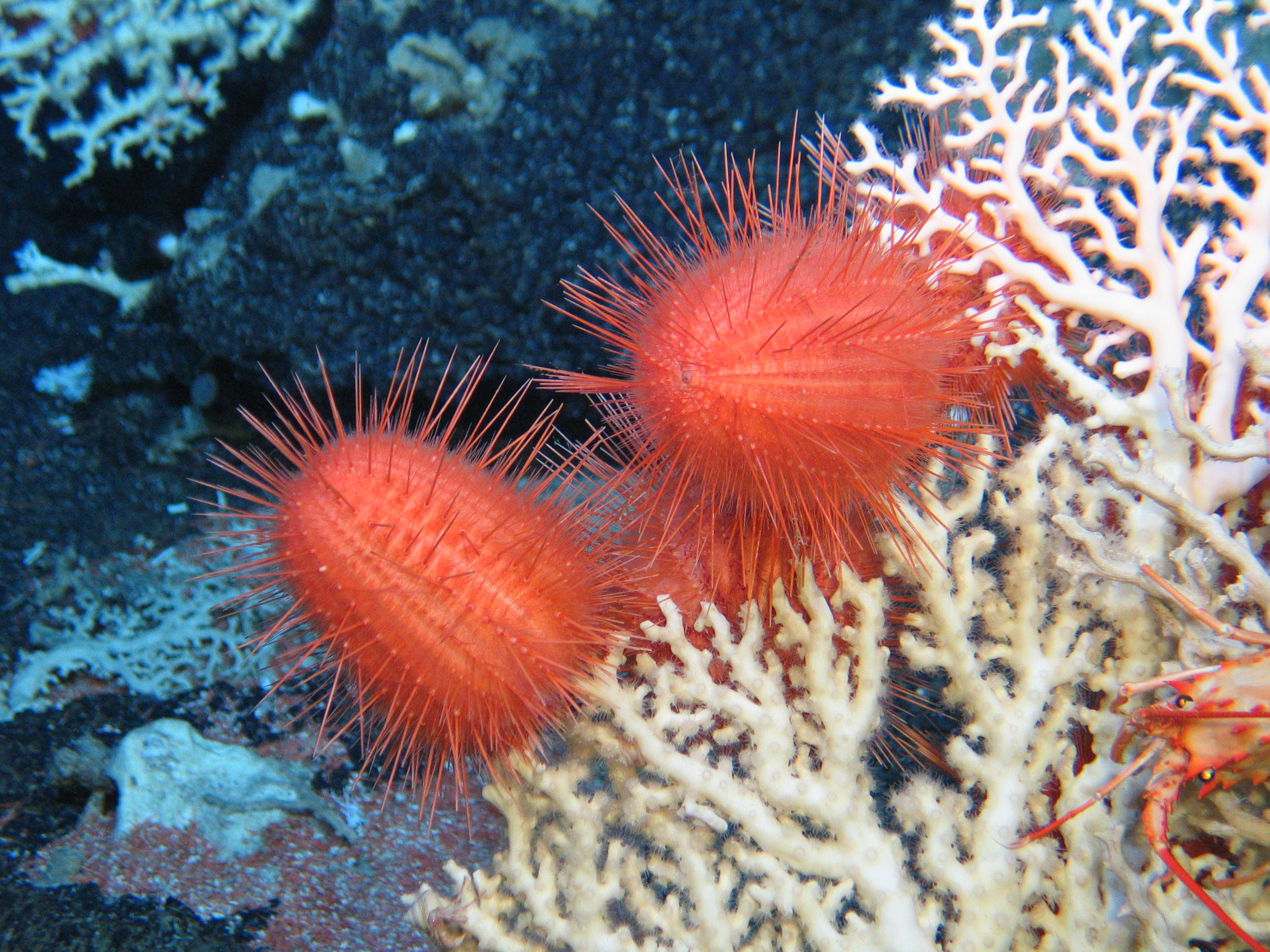 Deep Horizons: Discovering Life in the Abyss