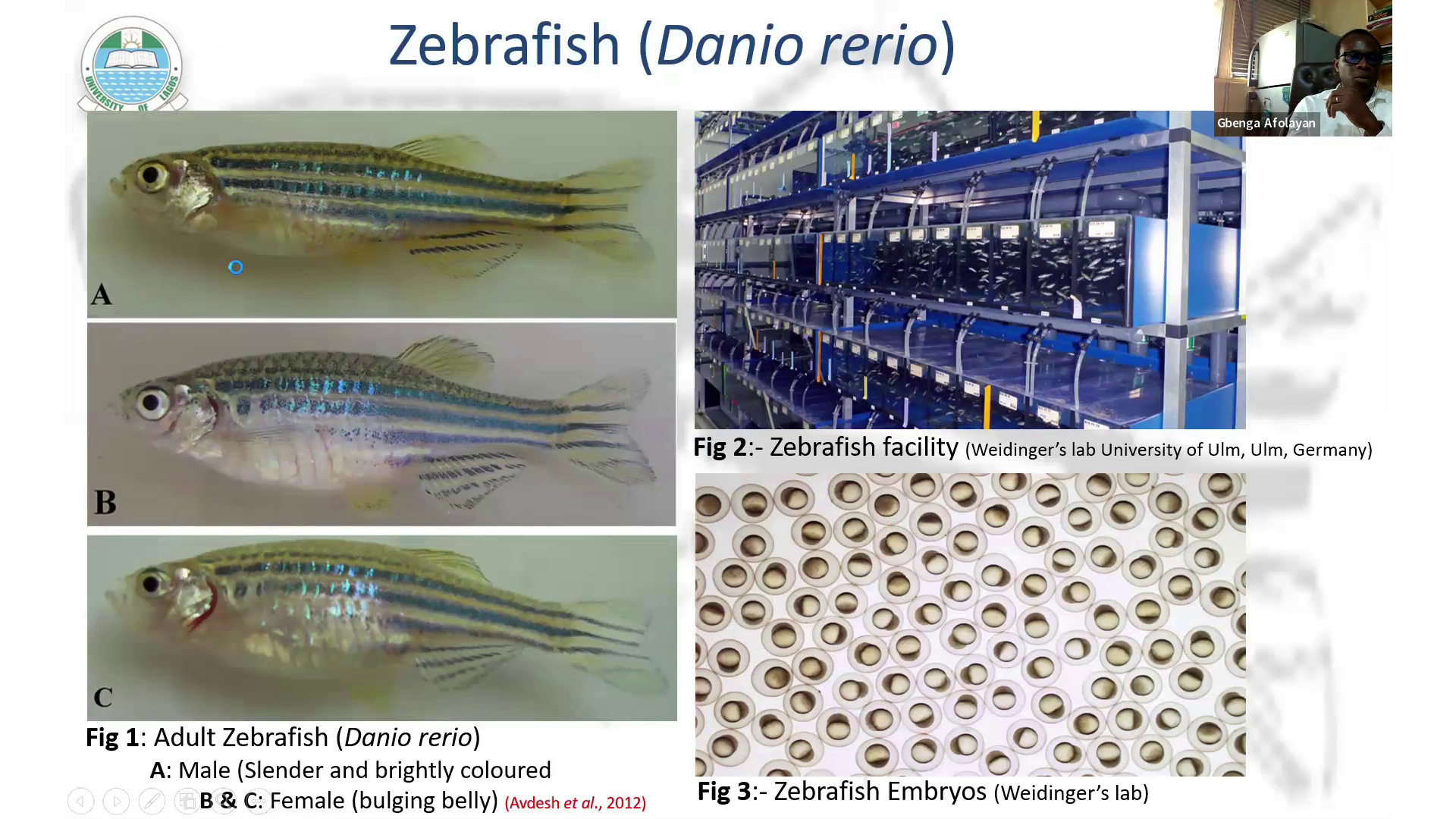 Slide 5/25 at 11:03: Zebrafish (Danio rerio)