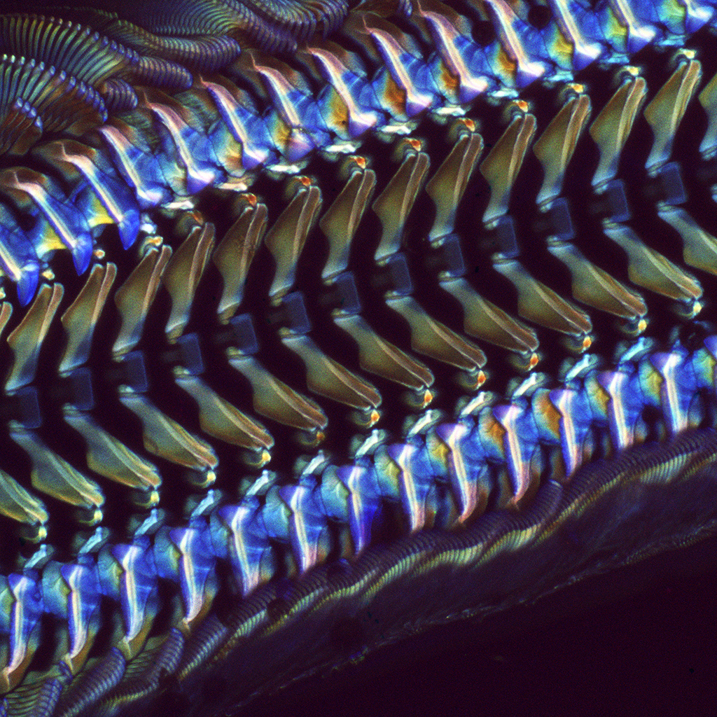 Scientific hypothesis generation by large language models: laboratory validation in breast cancer treatment