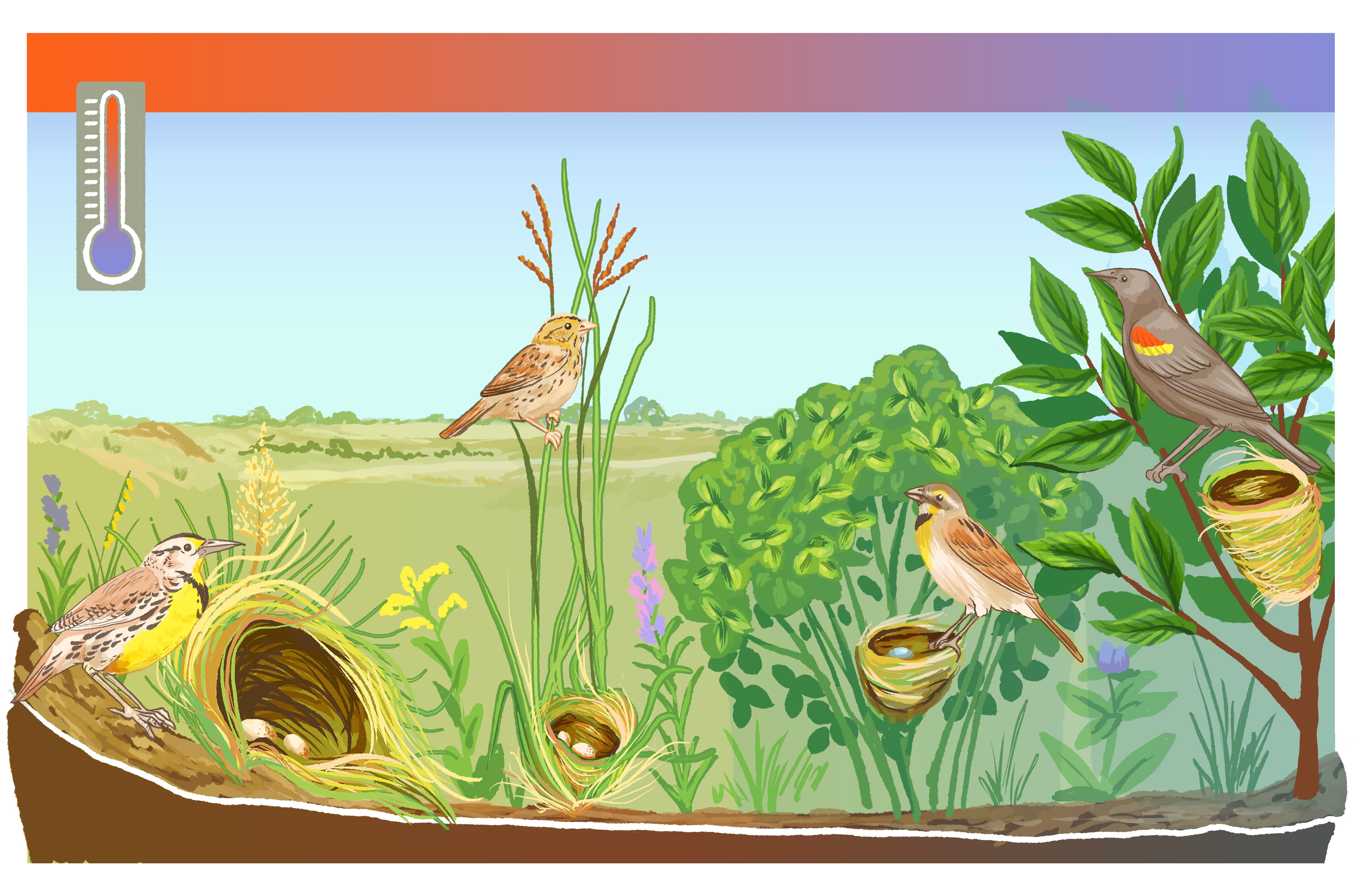 Sweating the small stuff: exploring the microclimate ecology of grassland birds
