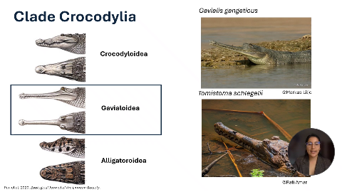 Gavialis gangeticus
Clade Crocodylia
Crocodyloidea
Markus Lilje
Tomistoma schlegelii
© Markus Lilje
Gavialoidea
Alligatoroidea
©Rafi Amar
Pan et al. 2020. Zoological Journal of the Linnean Society.
