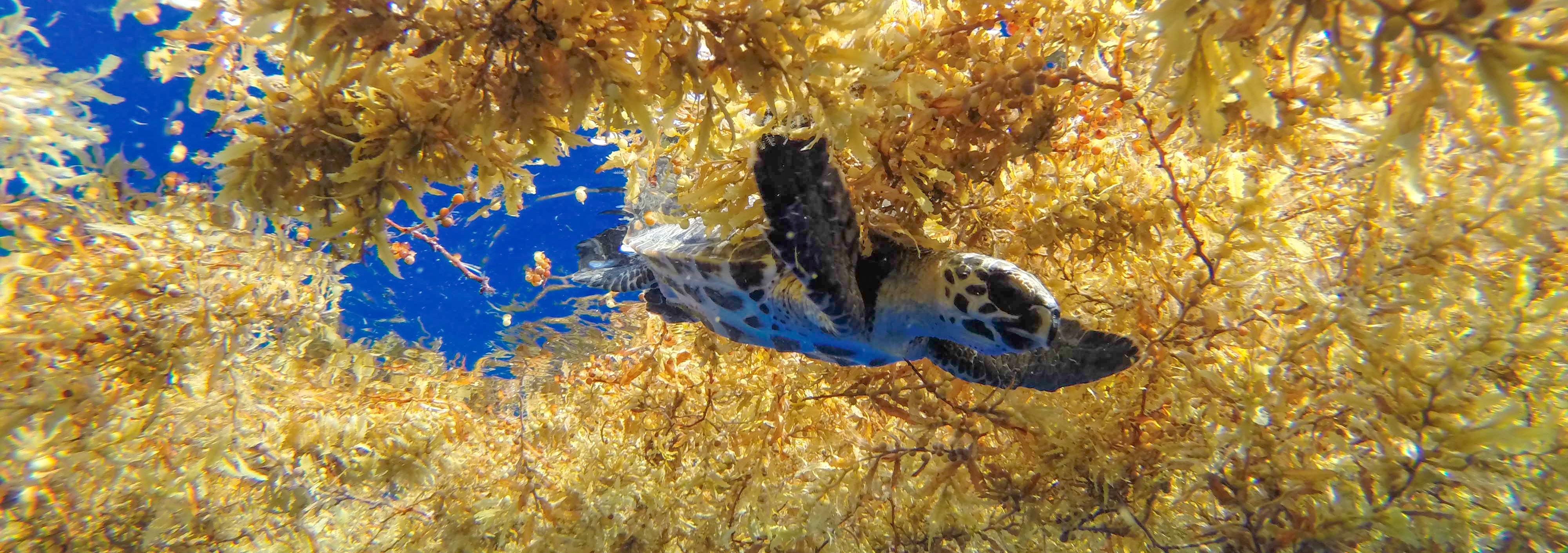 New insights on sea turtle behaviour during the ‘lost years’