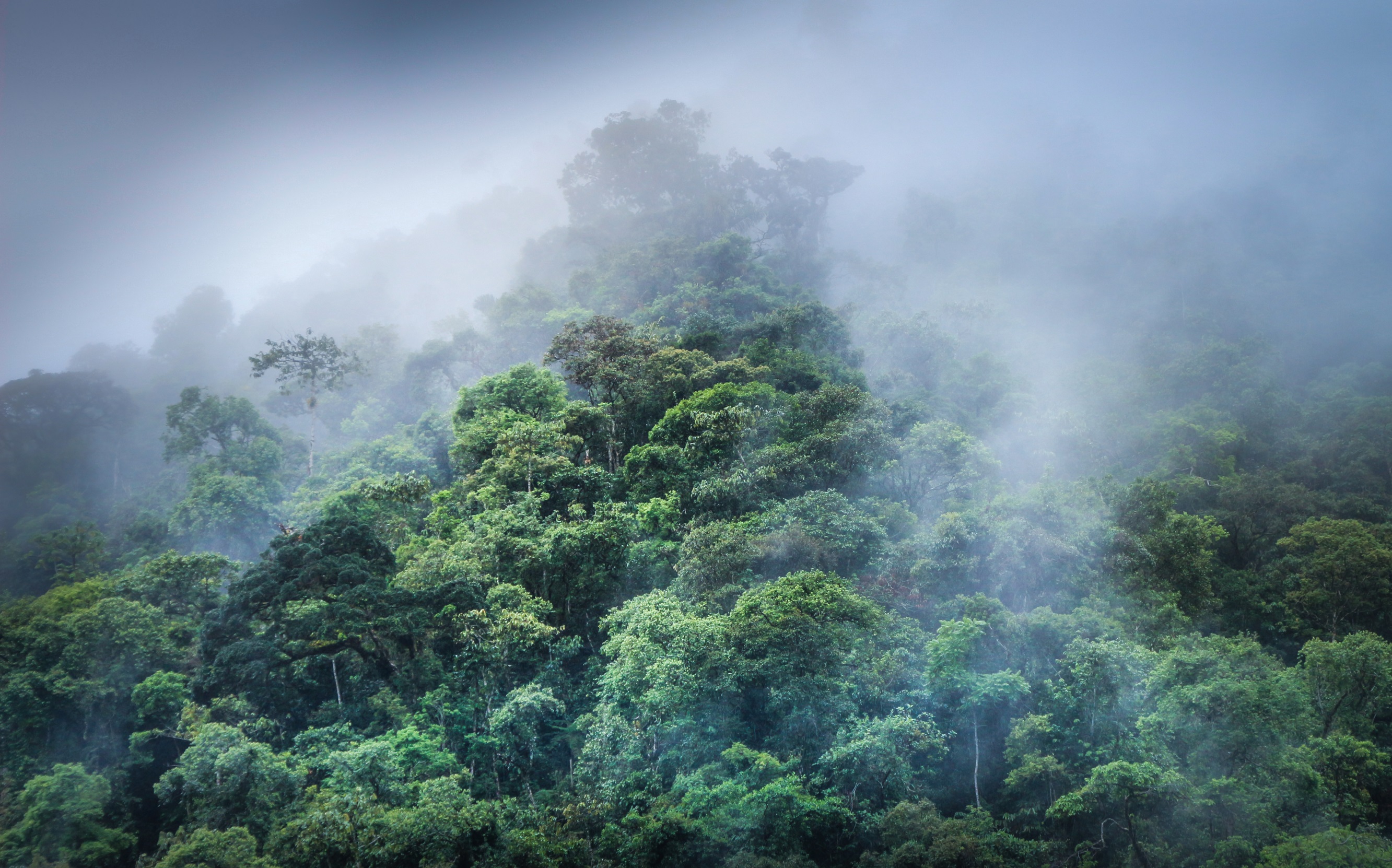 Cold waves in the Amazon rainforest and their ecological  impact