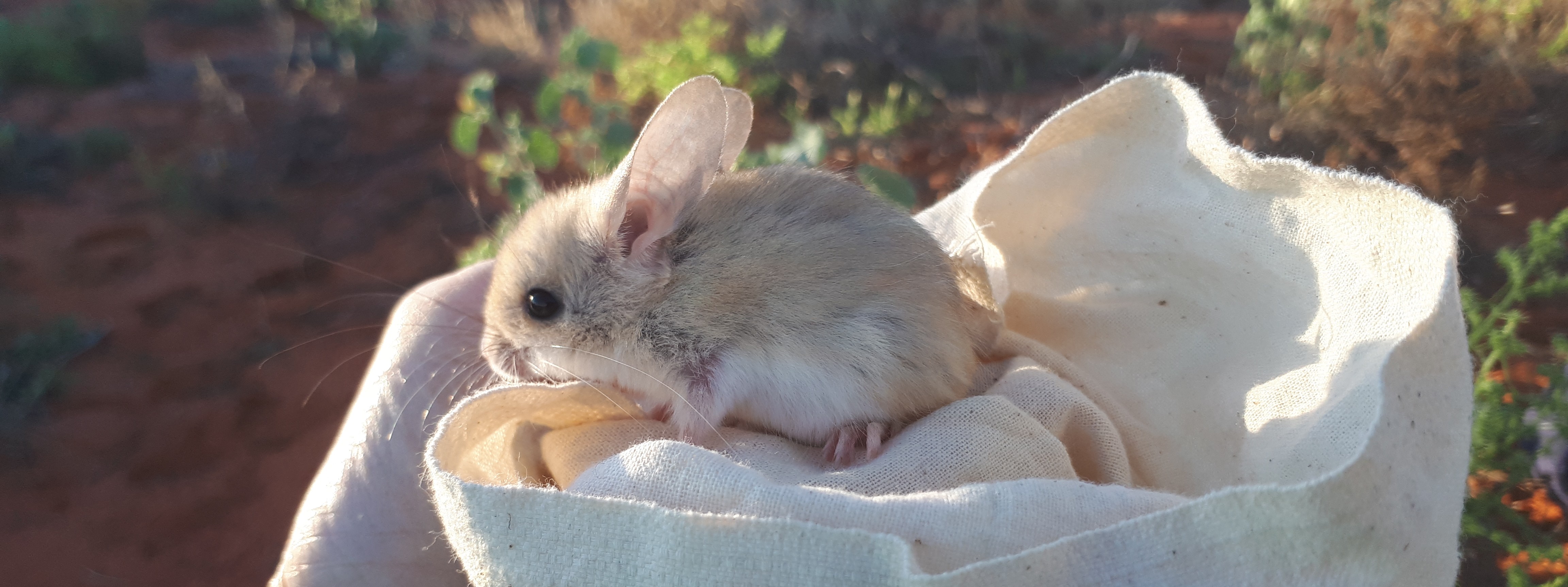 A spectacular recovery: Feral cats and fox exclusion dramatically reshapes a small mammal community in an Australian desert